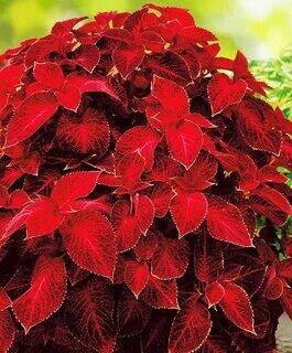 Fire Red Coleus Herb Ornamental Plants, 200 Seeds