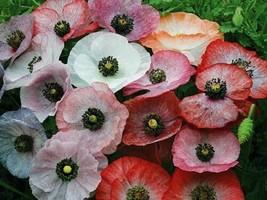 100 Seeds Mother of Pearl Poppy Flower Seeds - £11.66 GBP