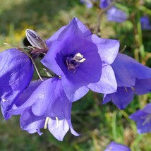 Bellflower Balloon Flower 100 Seeds Korean Doraji Kikyo Herb Culinary Herb Seeds - $10.98