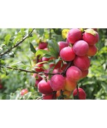 1 American plum starter plant, flowering fruit shrub/tree .Zones 3-8 garden
