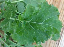 Kale Seeds - Premier - Yard, Garden & Outdoor Living - Gardening -Free Shippin - £23.53 GBP
