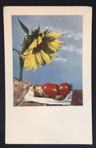 Vintage Sunflower &amp; Sunbathing Tomato Greeting Card Posted 1977 Netherlands - £13.37 GBP