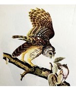Barred Owl 1950 Lithograph Art Print Audubon Bird First Edition DWU14D - $552.13 MXN