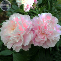 SL Peony Bright Light Pink Flowering Flower Seeds Big Blooms Home Garden... - $1.23