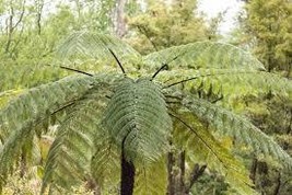 Cyathea cooperi (Sphaeropteris) Australian Tree Fern (Lacy, Scaly Tree Fern) - £33.19 GBP