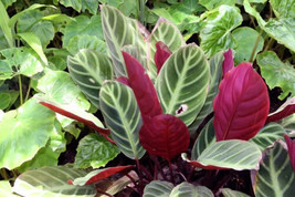 25 Red Zebrina Calathea Seeds for Garden Planting - $8.48