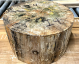 THICK SPALTED ROUND NORFOLK ISLAND PINE BOWL TURNING LUMBER WOOD 11&quot; X 6... - £71.01 GBP
