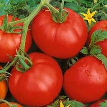 New Seeds Mpb#6 Tomato Bonny Best 500 Tomato Seeds Vegetable Seeds USA Seller - $18.00