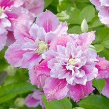 25 Double Pink White Clematis Seeds Flowers Seed - £7.97 GBP
