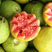 BStore 15 Seeds Store Wild Guava Tropical Fruit Psidium Pink Hawaiian Guayaba Ci - £11.85 GBP