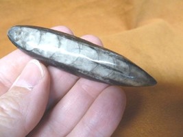 f369-10 LG Orthoceras marbilized fossil straight horn shell nautiloid ce... - $13.09
