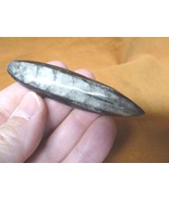 f369-10 LG Orthoceras marbilized fossil straight horn shell nautiloid ce... - $13.09