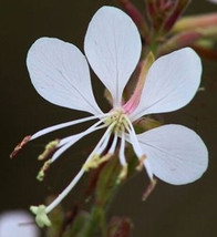 Fresh Oenothera filiformis Large Flowering Gaura 20 Seeds US Seller - £20.00 GBP