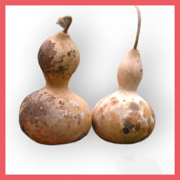 10 Birdhouse Gourd Calabash Crafts Decoration Fresh Seeds - £10.52 GBP