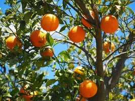 20 Tangerine Mandrin Orange Citr Reticulata Fruit Tree Seeds - £7.47 GBP