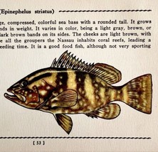 Nassau Grouper 1939 Salt Water Fish Gordon Ertz Color Plate Print Antiqu... - $29.99