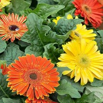 Gerbera Daisy Jaguar Fire Dark Eye Flower Seed Mix 20 Seeds Fresh Seeds Fast Shi - £16.08 GBP