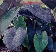 Live Plant Black Ruffles Elephant Ear Colocasia esculenta - £29.15 GBP