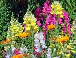 Sell Store Fairy Bouquet Mixed Snapdragon Seeds Beautiful Flowers Multiple Quant - £6.66 GBP