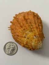 Spondylus Spiny Oyster Shell Orange 3 Inches - $28.04