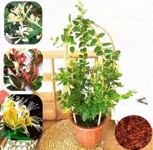 Honeysuckle Bonsai Lonicera Japonica Herbal Very Sweet Bonsai Fragrant Plant Air - $11.18