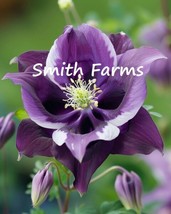 25 Seeds Purple Columbine Flowers Aquilegia vulgaris  Royal Velvet  - £5.38 GBP