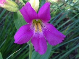 250 Purple Monkey Flower Mimulus Ringens Seeds - £13.66 GBP