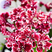 BELLFARM Geranium &#39;Quantoki May&#39; Angel Dark Red Double Petals White Edge Bonsai  - £3.58 GBP