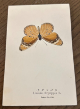 REAL Butterfly Limnas Chrysippus L Latin Nawa Entomology Japan 1910 Post... - $21.27