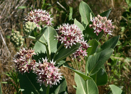 FA Store Milkweed Showy Pink Flower For Butterflies 60 Seeds  - £5.61 GBP