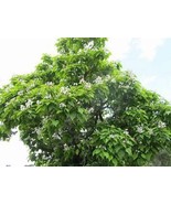 5+Northern Catalpa tree cuttings: Free Fast Shipping  Bean Tree, Huge Leaf - £11.42 GBP