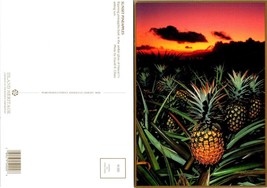 Hawaii Ripening Sunset Pineapples Bask Amber Glow Setting Sun VTG Postcard - £7.51 GBP