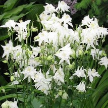 Columbine Crystal Star White Perennial Pollinators Part-Sun Non-Gmo 100 Seeds - £8.75 GBP