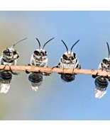 KB 2000 Beneficial Insect Native Wildflower Mix Seeds 7 Different Annual... - $14.02