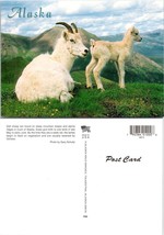 Alaska Baby Dall Sheep Herd On A Mountain In Alaska VTG Postcard - $9.40