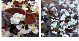 Pelleted Begonia Seeds Chocolates White Buy Flower Seeds 50 Seeds - £19.01 GBP
