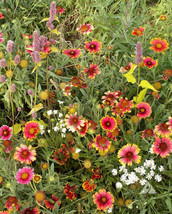 350+ Seeds Wildflower Mix Xeriscape Eastern U.S. Perennials Annuals Non Gmo - £6.35 GBP