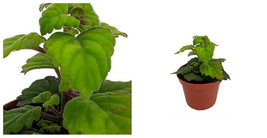 Zen Buddha Swedish Ivy - Plectranthus ernstii - 2.5&quot; Pot - House Plant - C2 - $43.11