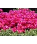 Lampranthus spectabilis Flaw Seeds Aizoaceae Perennial Evergreen Plants ... - $14.90