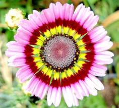 Bloomys 500 Seeds Painted Daisy Tricolor Spring Mix Gigantic Flowers Butterflies - £7.38 GBP
