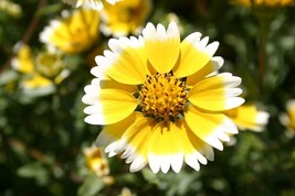 Grow In US Tidy Tips Premium flower seed Beautiful Elegant Sunny Grown in  - £7.47 GBP