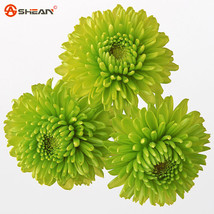 100 Balcony Potted Rare Green Chrysanthemum Flower Seed - $30.00