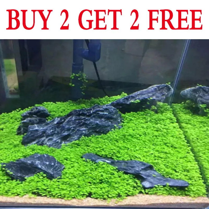 Aquarium Plant Seeds Fish Tank Aquatic Water Grass Foreground Easy Plant... - $142.78 MXN