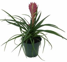 Live Plant Pink Hawaiian Quill Exotic &amp; Easy Tillandsia 4&quot; Pot Indoor Ho... - £48.97 GBP