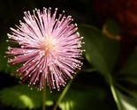 Shy flower {Mimosa Pudica} Sensitive plant  - $3.21