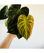 New Philodendron Verrucosum Velvet Aroid Live Plant In 6 Inch Pot Fresh ... - $216.25 CAD