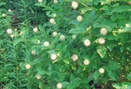 FREE SHIPPING 5 BUTTONBUSH CUTTINGS LIVE PLANT 12&quot; - $31.50