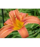 25 wild Daylily bareroot plants - £10.39 GBP