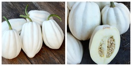 100 Seeds Mashed Potato Squash Seeds International Ship - $28.99