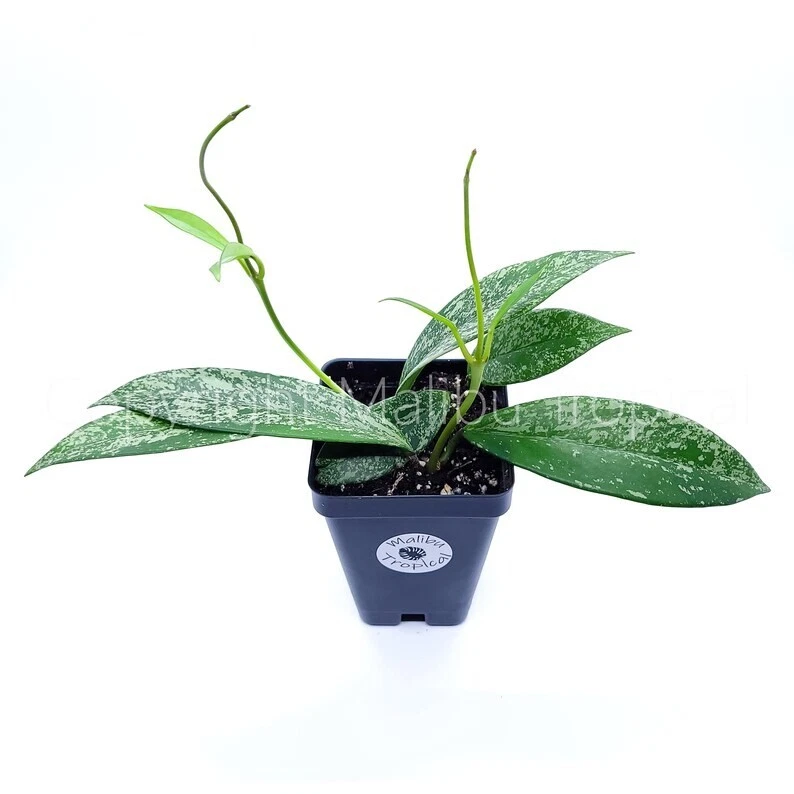 Hoya Pubicalyx Splash Live Houseplant 2.5&quot; Pot (Ships From California Nu... - $28.13